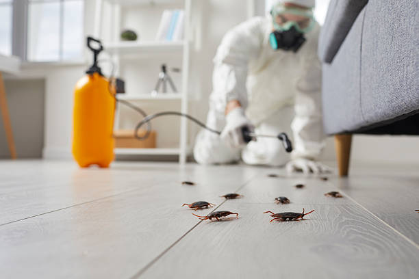 Post-Treatment Bed Bug Interceptor Monitoring in Chickasha